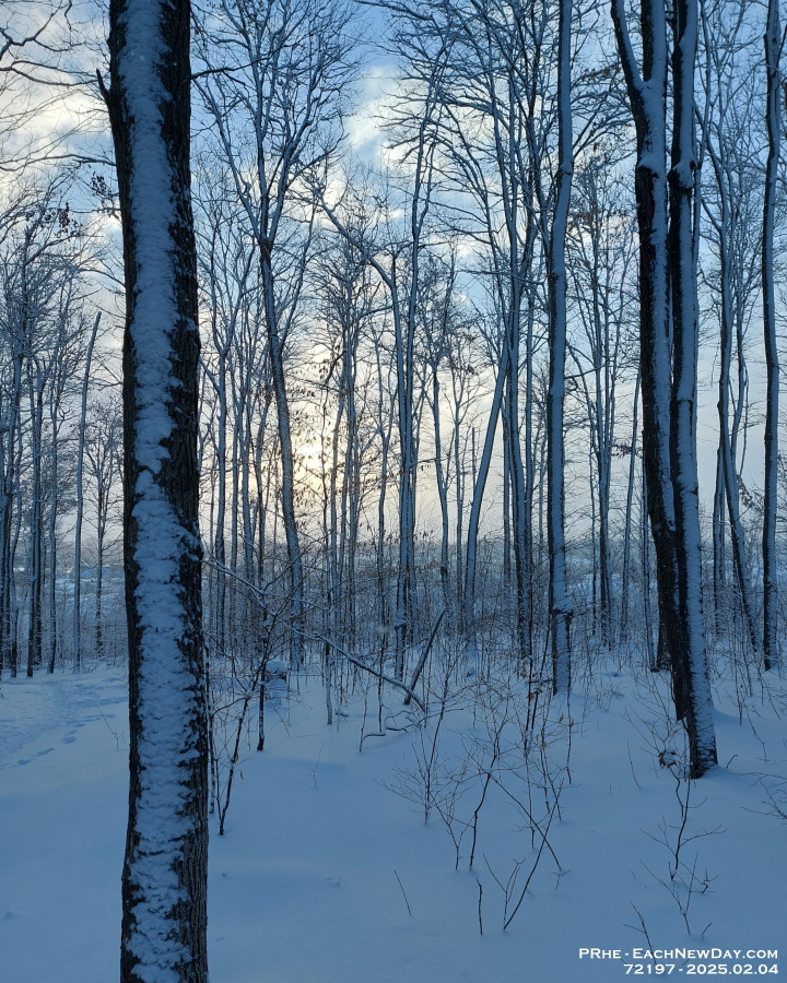 72197PeCr - Walking through the woods on a snowy morning